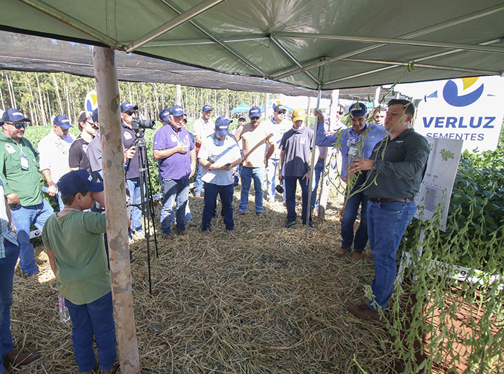 Cutivares de soja apresentadas no 5º dia de Campo da Verluz Sementes