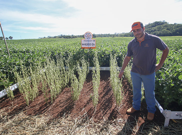 Cutivares de soja apresentadas no 5º dia de Campo da Verluz Sementes
