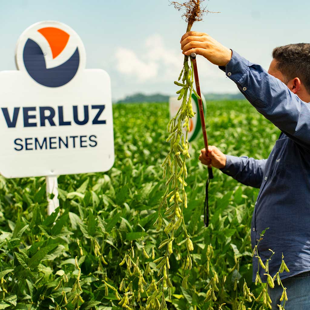 5º dia de Campo - Verluz Sementes 2026