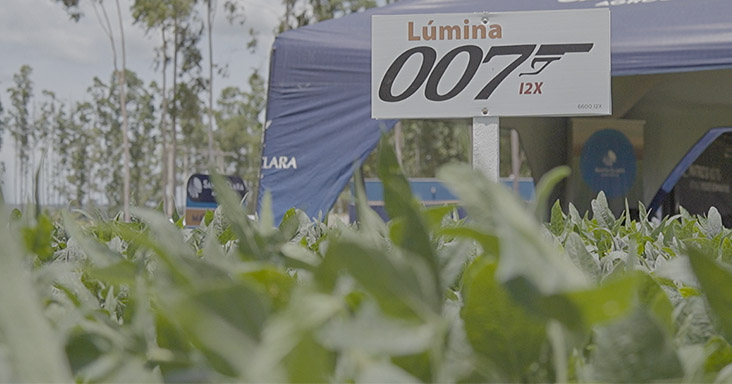 Lumina 007 - Sementes Verluz