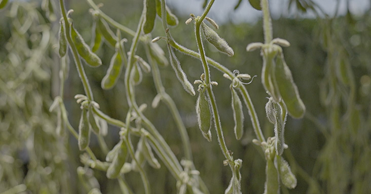 Lumina 007 - Sementes Verluz