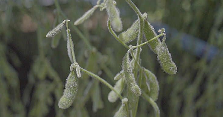 Lumina 007 - Sementes Verluz