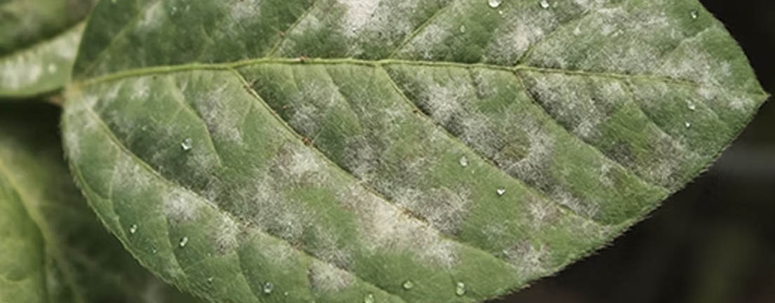 Oídio: atenção em períodos mais secos