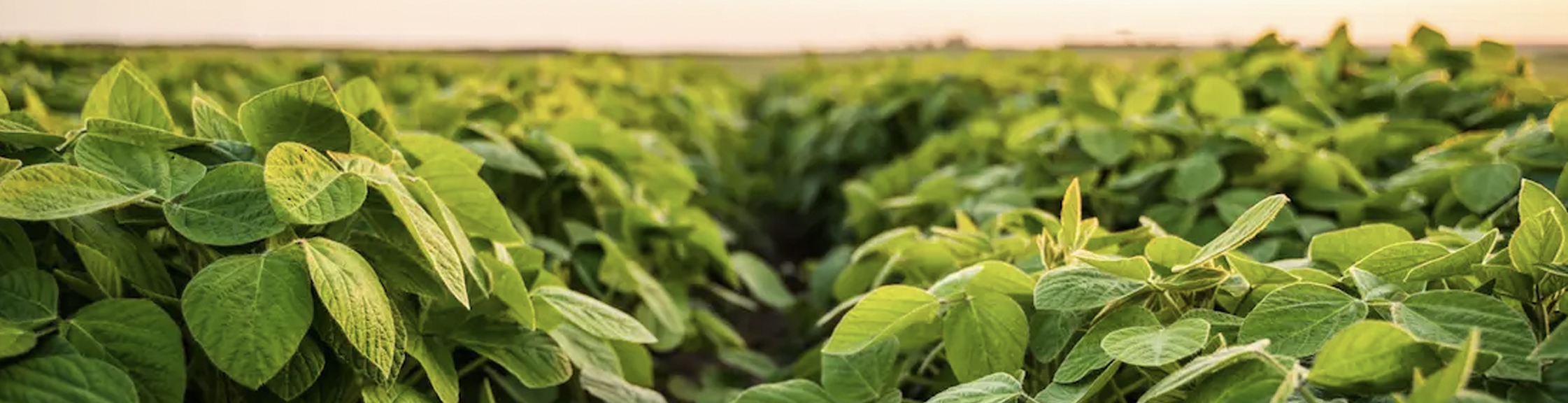 Plantio Uniforme de Soja