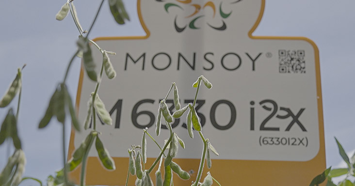 Semente Monsoy M6330 I2X - Verluz Sementes