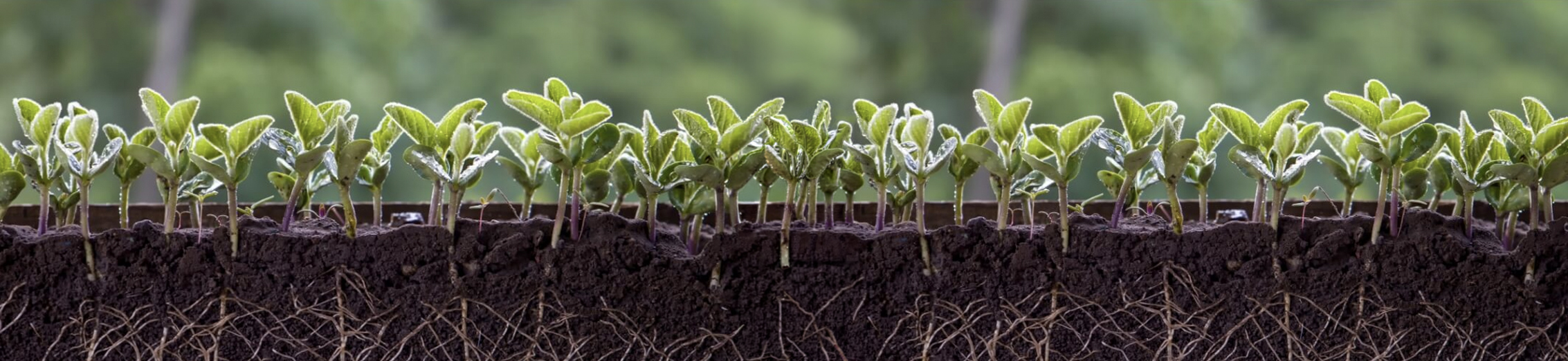 Ciclo da Semente de Soja