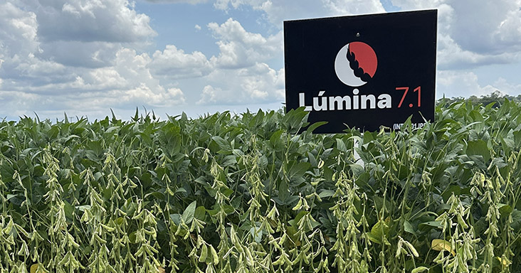 Lumina 7.1 - Sementes Verluz