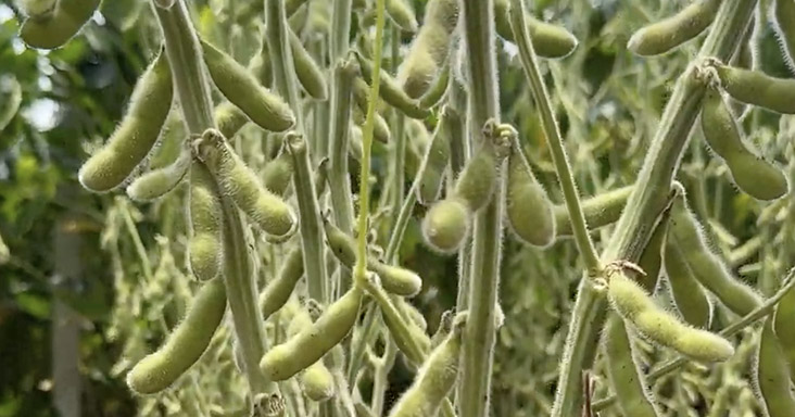 Lumina 7.1 - Sementes Verluz