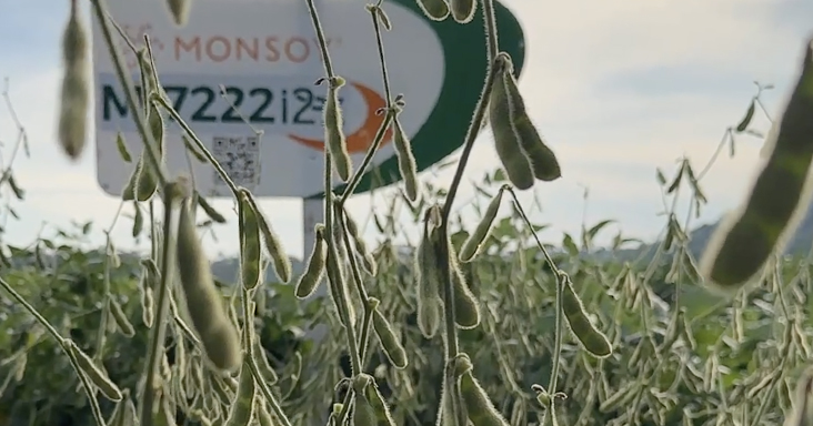 Soja Monsoy M7222 I2X - Sementes VErluz