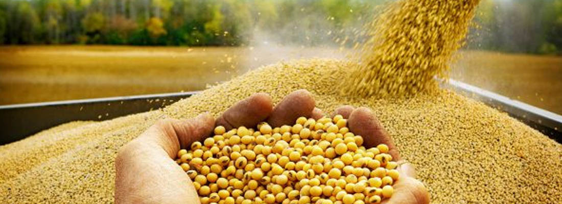 Sementes de soja selecionadas para escolha de cultivares da safra 2026/27.